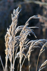 Frosted meadow grass. Winter time. White ice crystals. The sun shines on the grass.