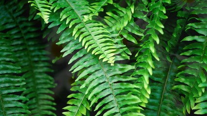 ferns in forest