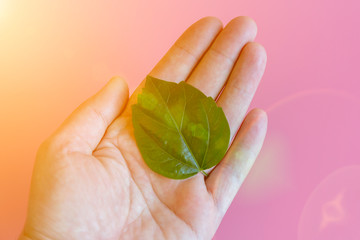 Green leaf in a hand in the sun on a pink background. Toning. Nature Care Concept