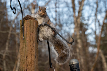 柱の上のトウブハイイロリス　　バンクーバー　　カナダ