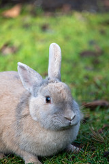 A closeup of Rabbit on the ground.   Richmond BC Canada