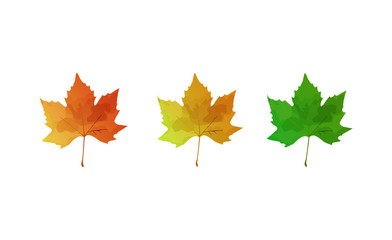 Set of autumn and summer maple leaves. Maple leaves collection in vector