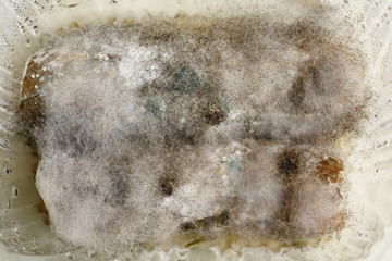 Mold and fungi on food waste close-up