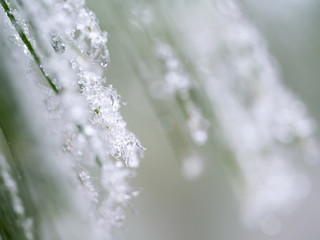 Detail of frozen branch of conifer tree in winter background