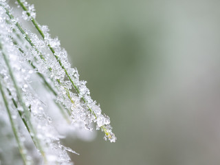 Detail of frozen branch of conifer tree in winter background