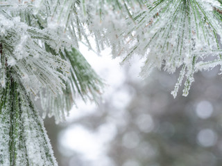 Detail of frozen branch of conifer tree in winter background