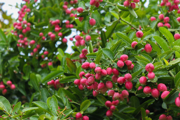 Bengal-Currants and leaves. Fruit. Herb.