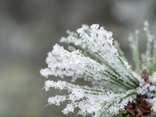 Detail of frozen branch of conifer tree in winter background