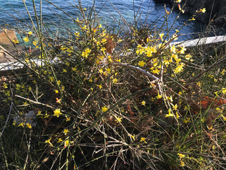 Blooming bush of small yellow flowers 