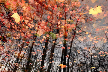 the autumnal scene reflected in a pond