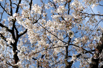 春の東京の石神井川沿いで咲く桜の花の風景