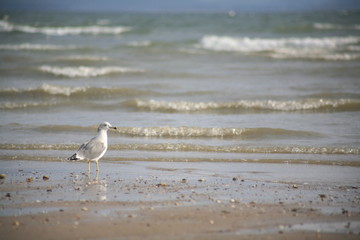 a seagull on the beach