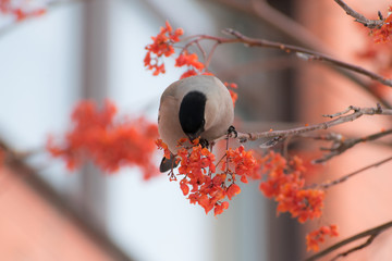 Cute colorful eurasian bullfinch eating red berries, (Pyrrhula pyrrhula)