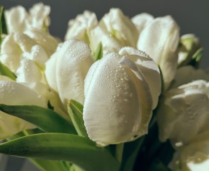 rose with water drops