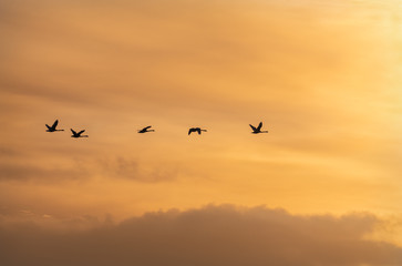 Obraz na płótnie Canvas Flying Swan Silhouettes at Sunrise