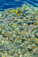 Coral under clear water. Abstract marine background. Vertical photo. Blurry