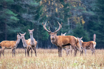  The magnificent leader, the deer and his harem graze in a forest meadow during the morning dawn © Stanislau Vyrvich