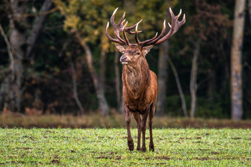 Handsome deer meets a sunny dawn © Stanislau Vyrvich