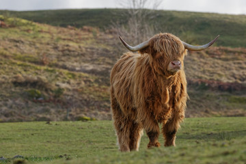 Vache highland