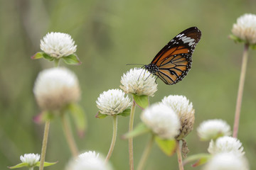 Butterfly on Bachelors button or Globe amaranth flower