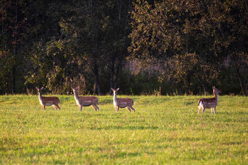 Beautiful roe deer looking into the distance of the meadow+ © Stanislau Vyrvich