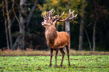 Naklejka na ściany i meble Young beautiful deer male is looking for a rival
