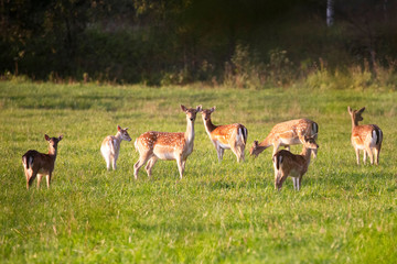 Naklejka na ściany i meble A herd of roe deer grazes in a meadow near the fores