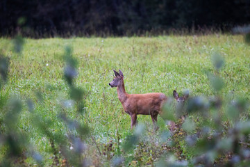  Deer looks at the forest © Stanislau Vyrvich