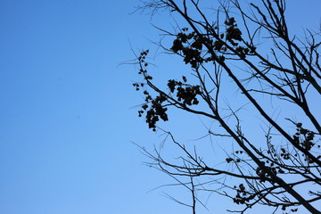 branches of a tree against blue sky