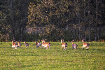 Fast roe deer running along the forest edge © Stanislau Vyrvich