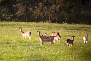 A herd of young sika deer comfortably settled on a forest meadow - obrazy, fototapety, plakaty