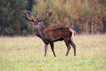 Autumn idyll. Deer male guards his territory © Stanislau Vyrvich