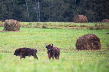 Two large bison in a forest meadow spotted enemies