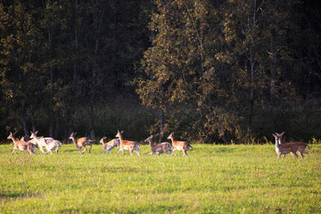  Four roe deer saw their enemy © Stanislau Vyrvich