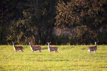 Obraz na płótnie Canvas Four beautiful roe deer graze in a sunny forest meadow