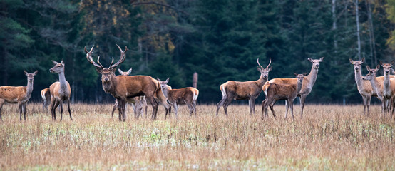 Autumn idyll. A large herd of deer resting at the edge of the fores