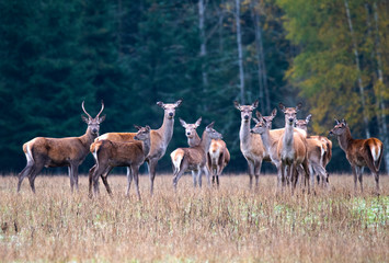 Autumn evening. A small herd of deer strolling through a forest meadow