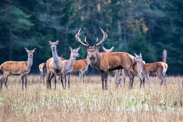 Naklejka na ściany i meble The deer leader protects his herd from rivals. Autumn fall rut deer.