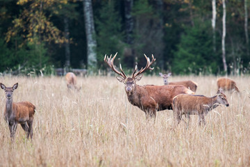 Autumn idyll of a deer leader and harem at a forest edge © Stanislau Vyrvich
