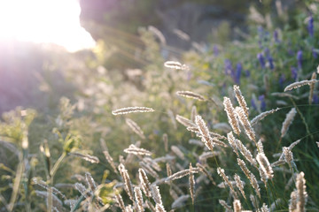 luminous grass from the sun passing through them daylight