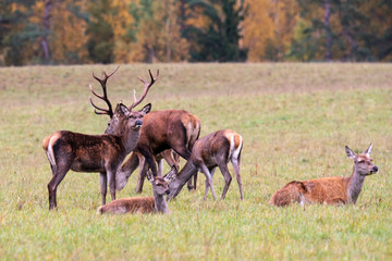 Naklejka na ściany i meble Autumn idyll. A large deer family led by the leader resting in a forest meadow.
