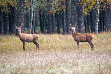 Two young male deer flaunt on the meadow waiting for females © Stanislau Vyrvich