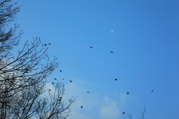 birds in the sky