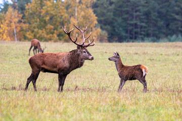 Autumn idyll. Deer couple in love © Stanislau Vyrvich