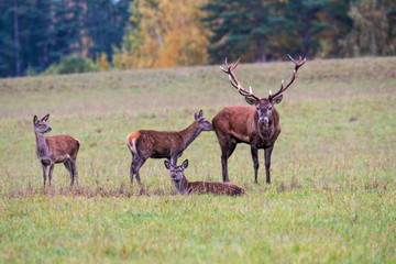 Naklejka na ściany i meble The deer leader and his harem rest in the meadow on an autumn evening