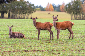 Three young beautiful deer flies flirting in a forest meadow © Stanislau Vyrvich