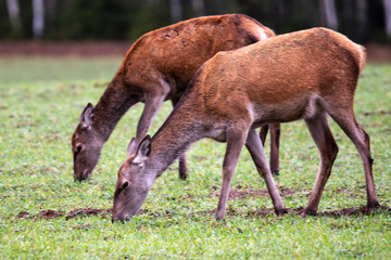 Naklejka na ściany i meble Two girlfriends deer graze in the meadow