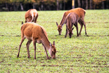 Naklejka na ściany i meble Autumn time. Four female deer graze at the forest edge