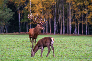 Autumn. A handsome deer and his girlfriend graze at the forest edge. © Stanislau Vyrvich