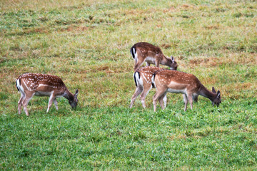 Four beautiful fallow deer with spots graze in the meadow. © Stanislau Vyrvich